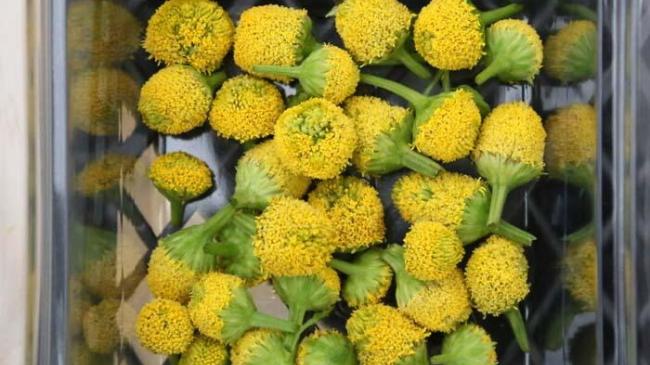 Туреччина запропонувала гурманам вишукану страву: їстівні «електричні» квіти