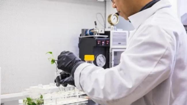 Вчені перетворили кімнатну рослину на біофільтр, що поглинає канцерогени