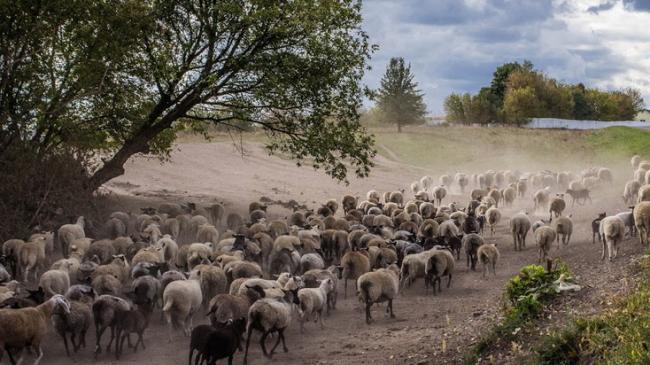 Україна має величезний потенціал в постачанні баранини мусульманським країнам та Китаю