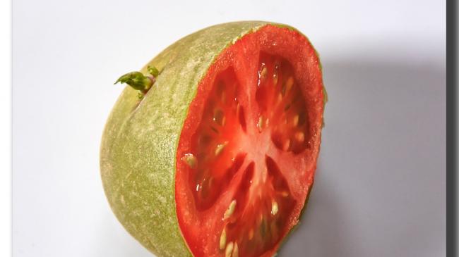 Помато, помідофель або томатокартопля — гібрід можна вирощувати просто на балконі