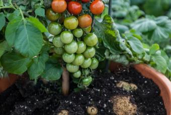 Помато, помідофель або томатокартопля — гібрід можна вирощувати просто на балконі