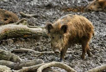 Дикі свині негативно впливають на екологію сильніше за мільйони машин
