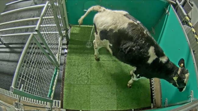 Корів привчили «до горщика» заради зменшення забруднення довкілля